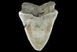 Bargain, Fossil Megalodon Tooth - North Carolina #91624-2